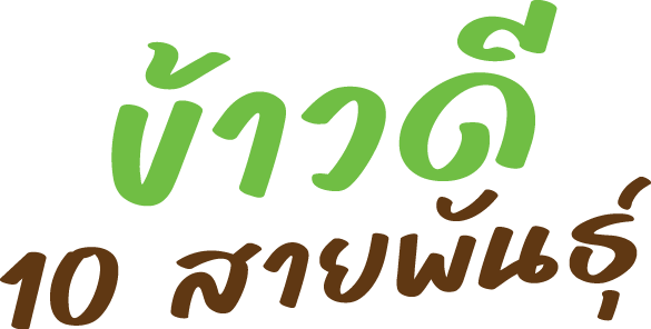 ข้าวดี 10 สายพันธุ์